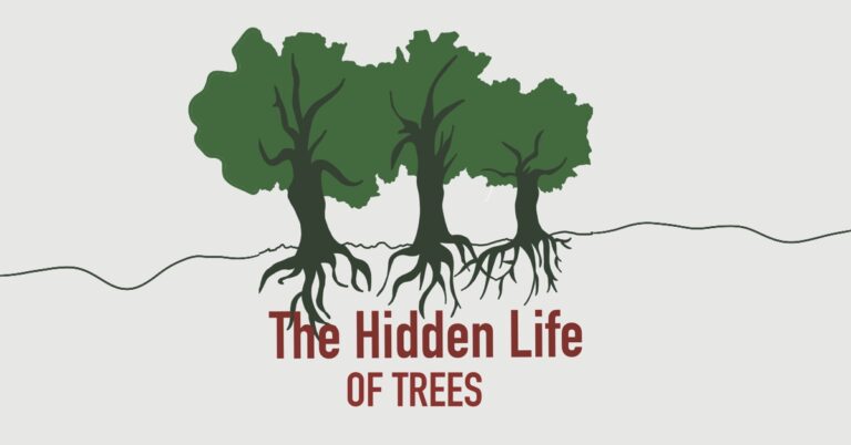 The Hidden Life of Trees by Peter Wohlleben: A review This book is a must-read for those seeking to deepen their connection with nature and to learn more about the environment that lives alongside us.