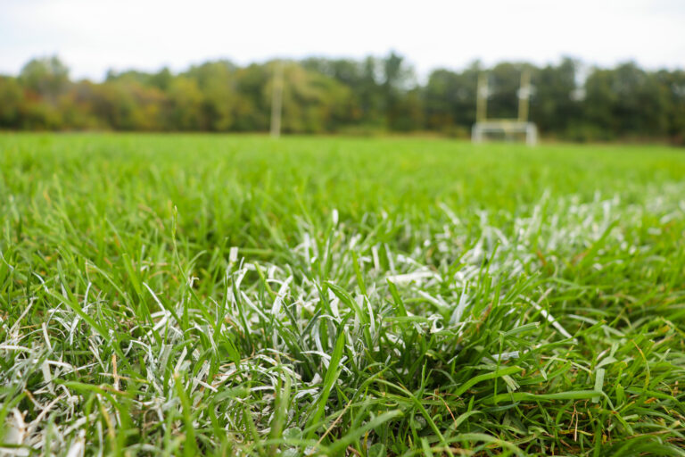 Balancing Play and Biodiversity Protection Weighing the benefits and environmental costs of synthetic turf fields.