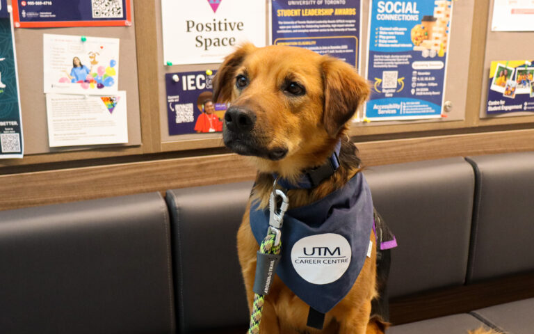 Meeting Dino, UTM’s licensed therapy dog Whether you’re stopping by for career advice, looking to unwind, or both, Dino is ready to greet you with his welcoming energy at the UTM Career Centre. 